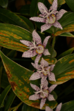Tricyrtis formosana subsp. stolonifera  RCP10-06 042.jpg